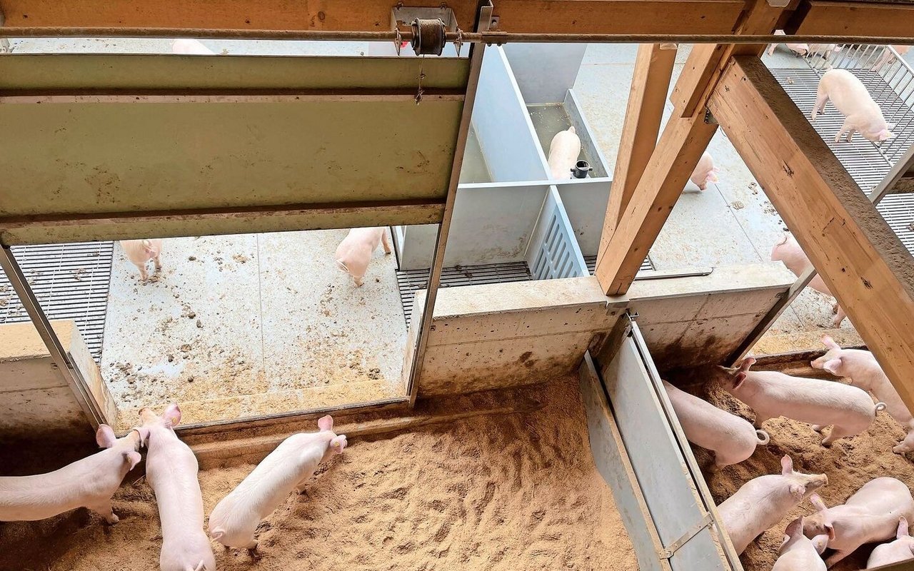 Tierwohl im Trüllental von der Zuschauergalerie aus beobachtet: Auslauf mit Pool (hinten Mitte) und Wühlbereich.