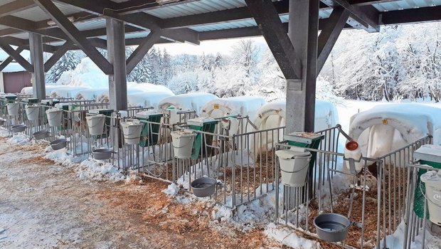 Kälber mögen keine Kälte: Viel Stroh, eine Kälberdecke und reichlich Milch helfen über den Winter.