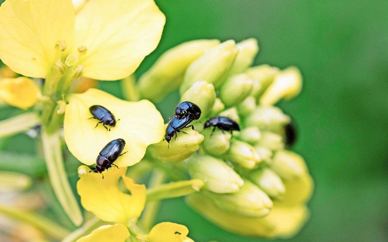 Gegen Rapsglanzkäfer: Vor Beginn der Blüte behandeln.