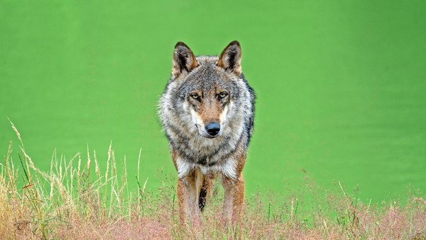 Als geschützte Art bekommt der Wolf den gleichen Status wie Biber oder Luchs. Entscheidend für den Umgang mit Wölfen in der Schweiz dürfte aber die neue Jagdverordnung per Februar 2025 werden. 