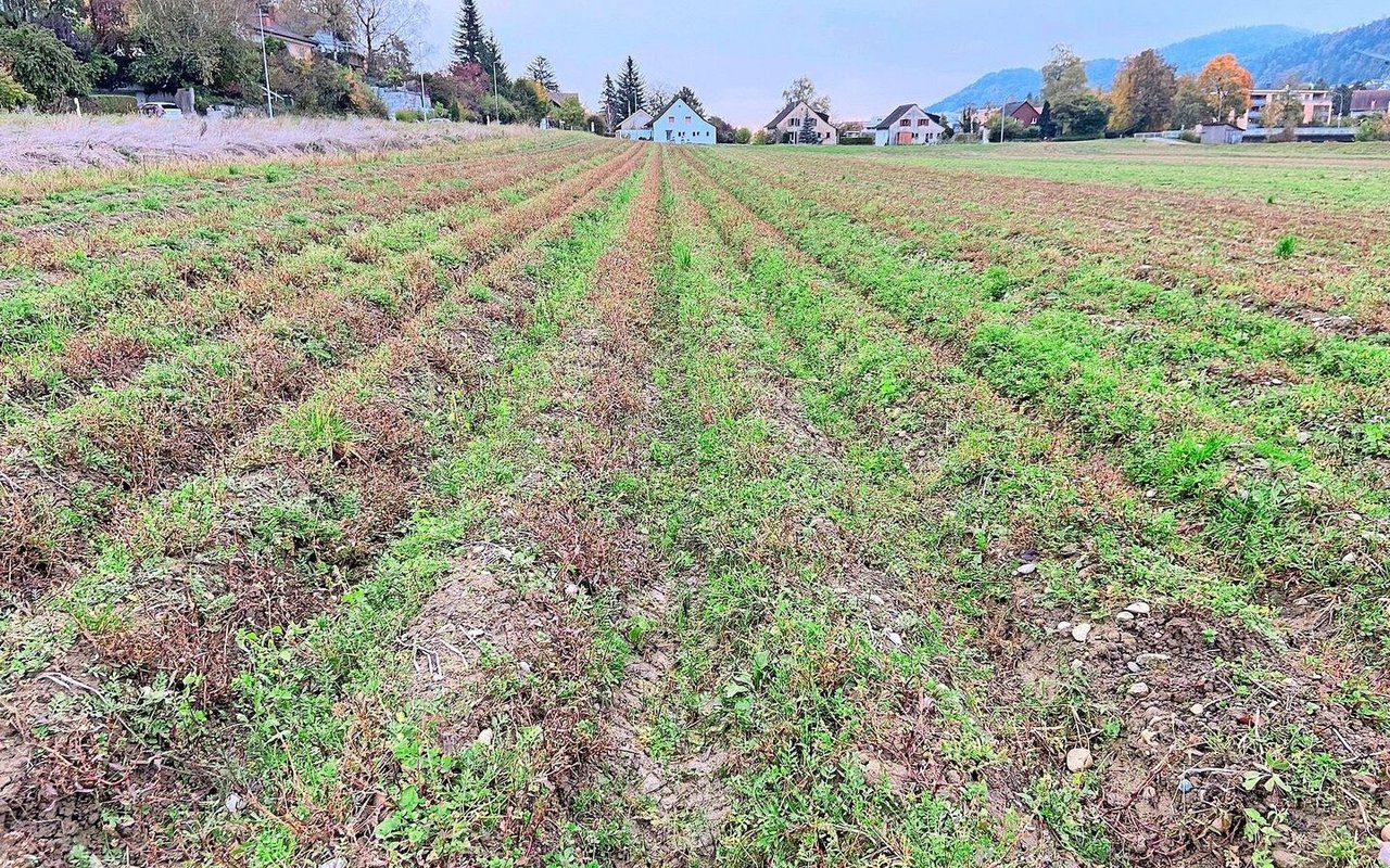 Die Kartoffeln sind vielerorts, wie hier im Zürcher Weinland, noch im Boden. Sobald es die Bedingungen erlauben, wird geerntet. 