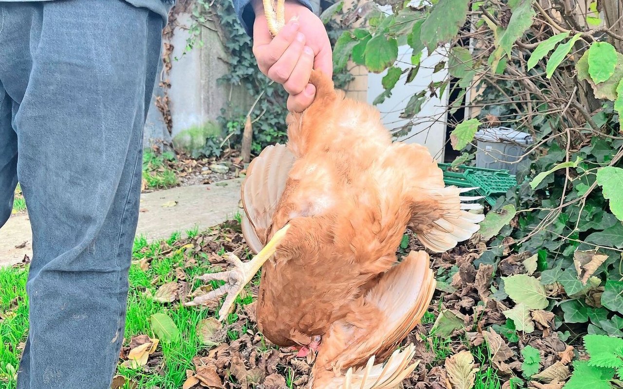 Weil Hühner kein Zwerchfell haben, drücken ihnen beim Kopfübertragen die Organe auf ihre Lungen und sie bekommen Atemnot.