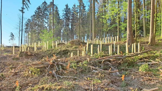 Wälder müssen klimafitter werden. Beim Aufforsten gilt es auf eine Durchmischung der Baumarten zu achten. Solothurn arbeitet an einer an den Kanton angepassten Baumartenempfehlung, die bald aufgeschaltet werden soll. 