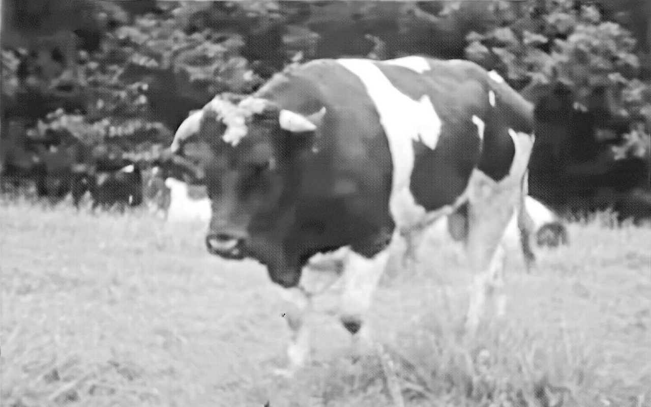 In den 1960er-Jahren wurde der Stier Albert aus dem deutschen Ostfriesland in die Schweiz importiert.