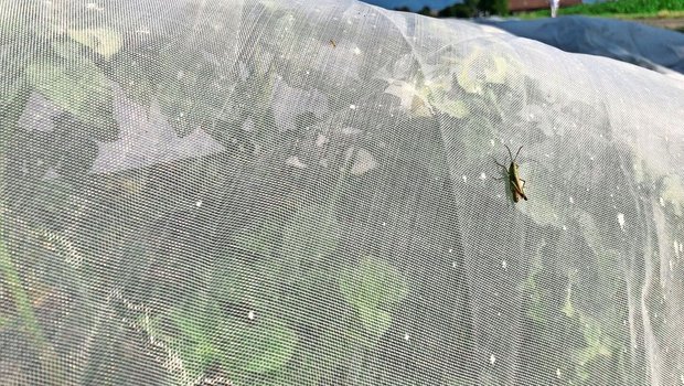 Zum Schutz vor Blattläusen werden Pflanzkartoffeln unter Netzen angebaut. Die Produktion ist aufwändig, die Erträge sinkend.