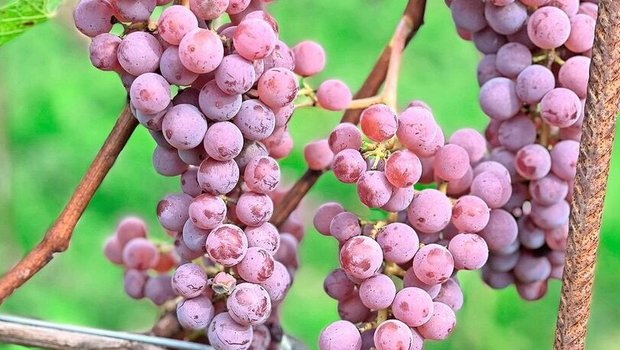 Immer mehr robuste Sorten: Souvignier Gris. 