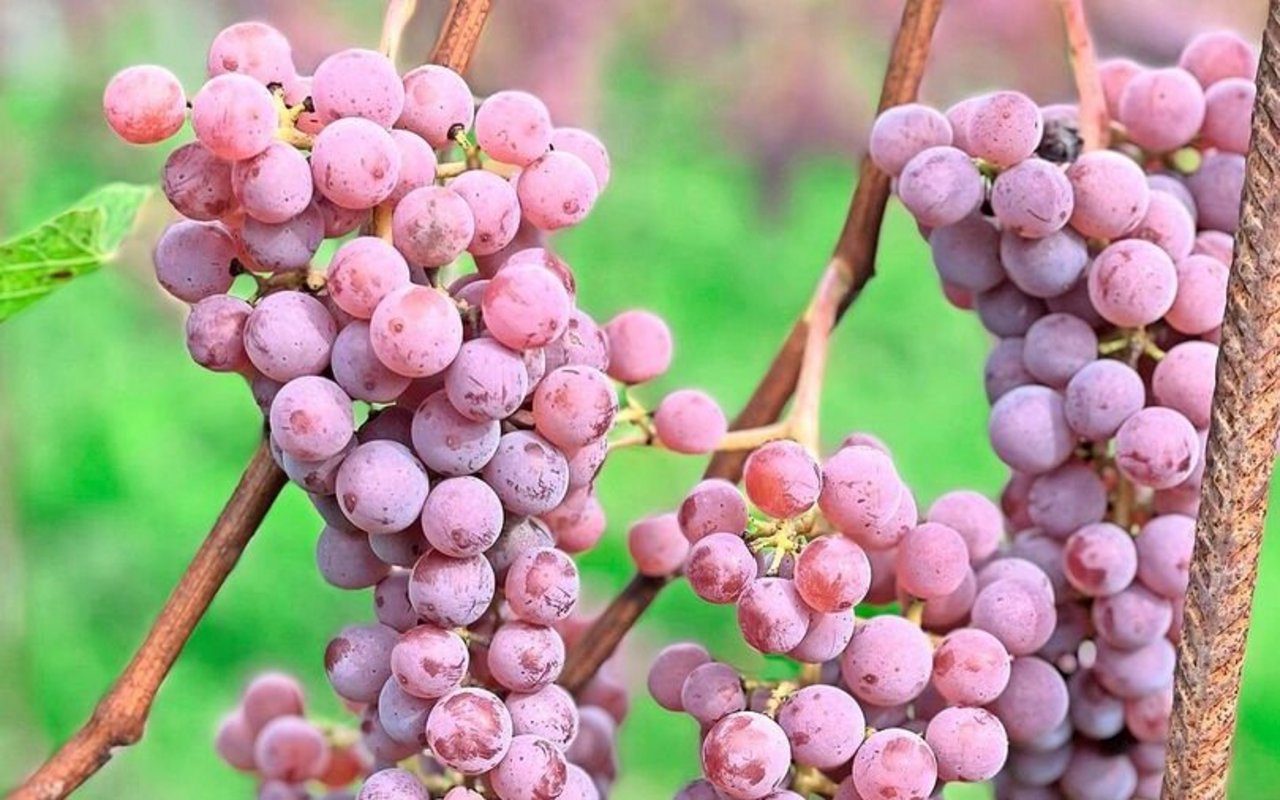 Immer mehr robuste Sorten: Souvignier Gris. 