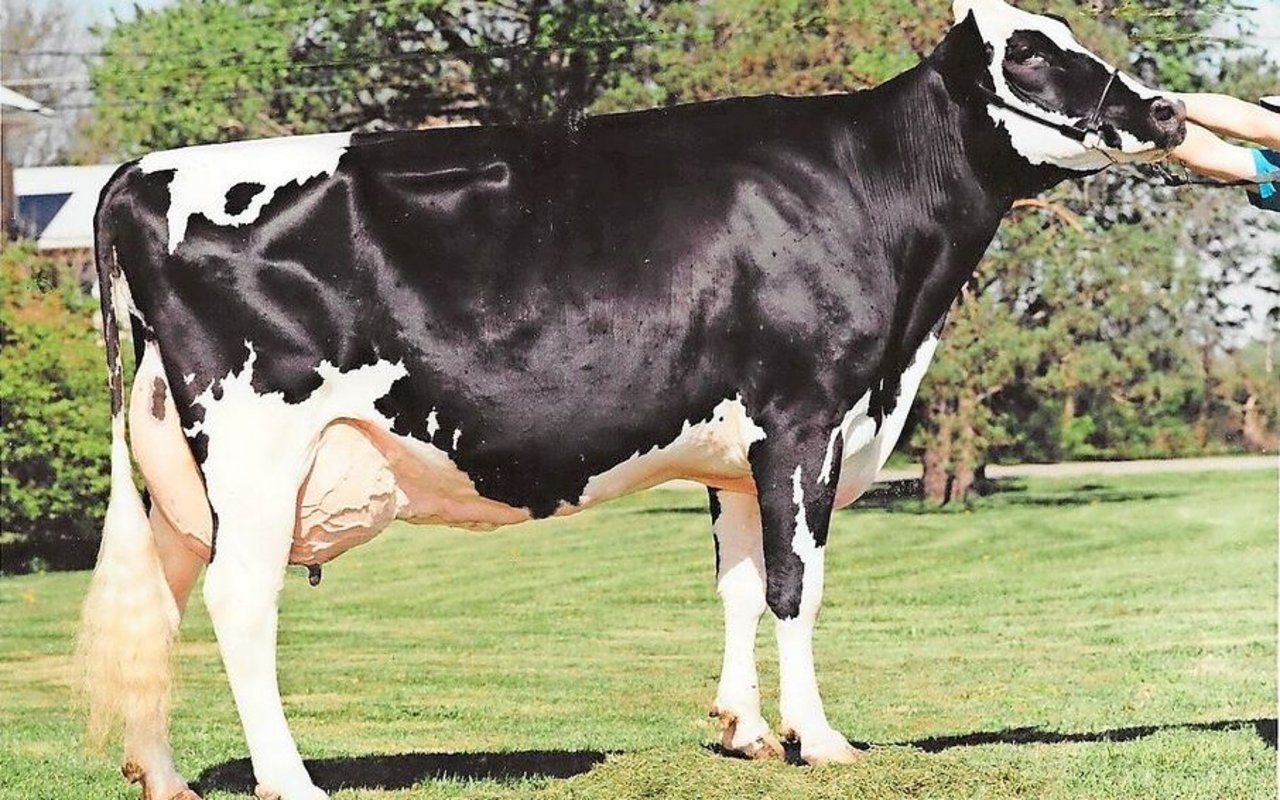 Grillsdale Roz EX-95 holte 1999 den Champion-Titel an der World Dairy Expo. Ihr Vater Counselor war hierzulande nie erhältlich. 