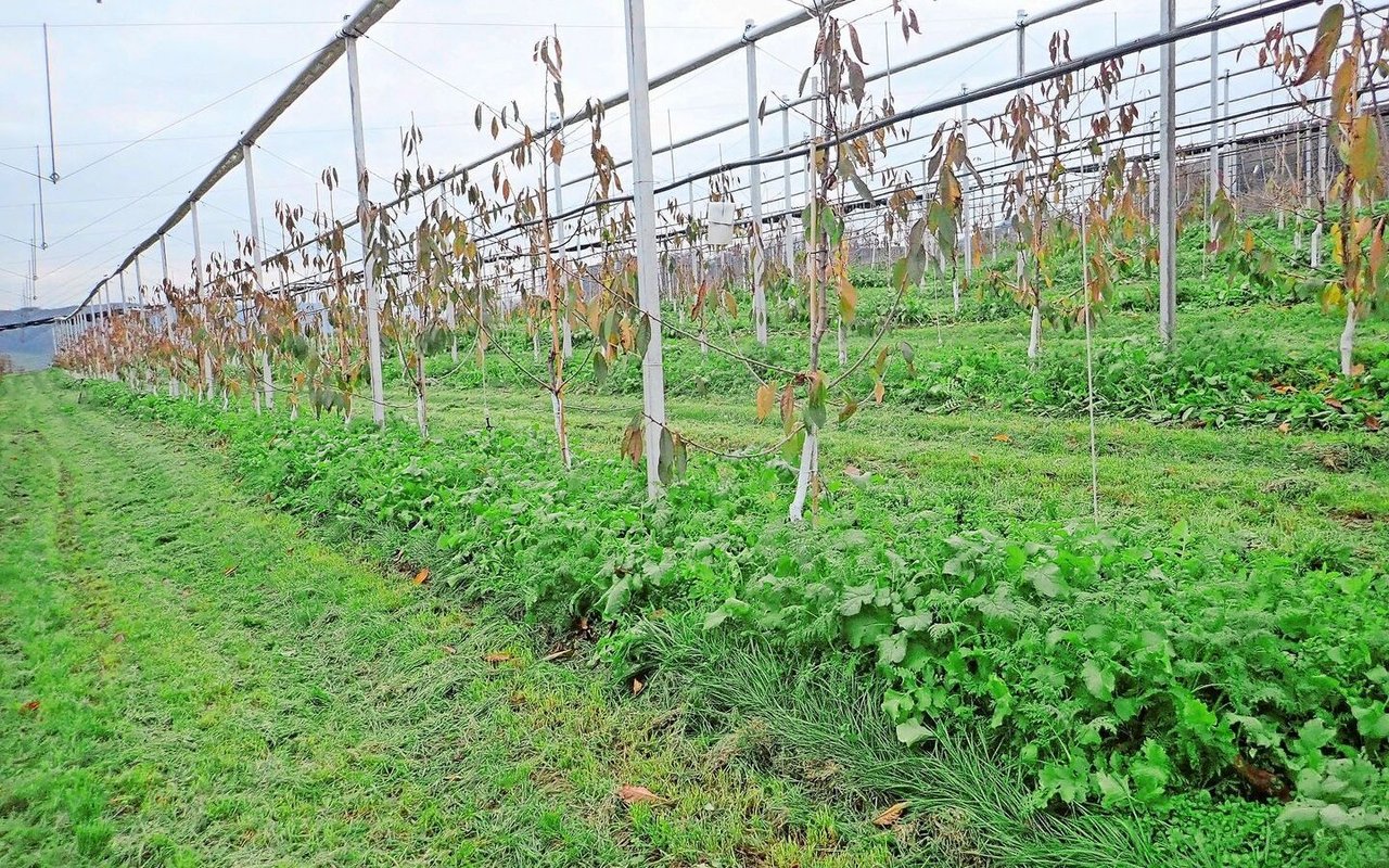 Winterbegrünung in den Baumstreifen und Kompostgaben sorgen für biologische Aktivität im Boden und verbessern laut Franco Weibel die Bodenfruchtbarkeit in Obstanlagen.