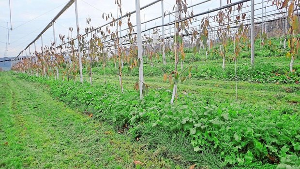 Winterbegrünung in den Baumstreifen und Kompostgaben sorgen für biologische Aktivität im Boden und verbessern laut Franco Weibel die Bodenfruchtbarkeit in Obstanlagen.