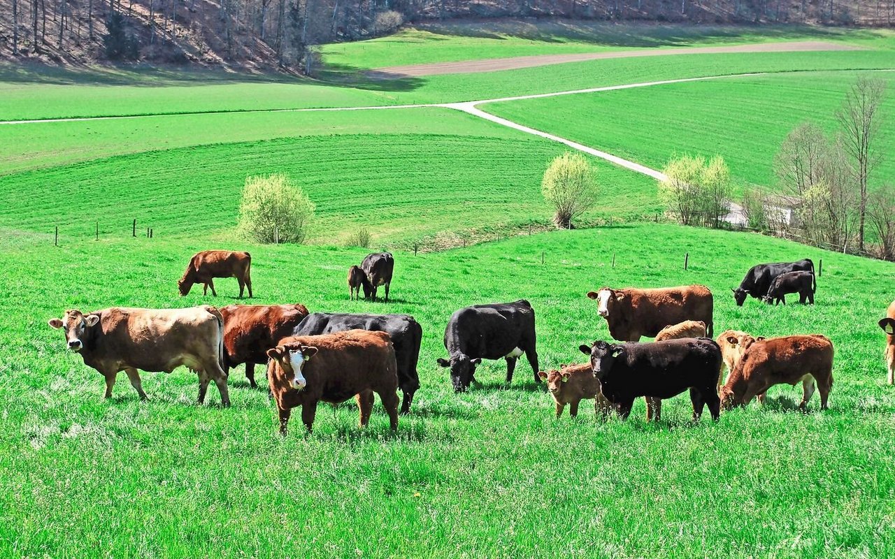 Nächsten Sommer wird manche Herde aus Naturafarm-Weiderindern bestehen.