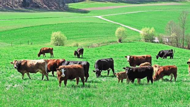 Nächsten Sommer wird manche Herde aus Naturafarm-Weiderindern bestehen.