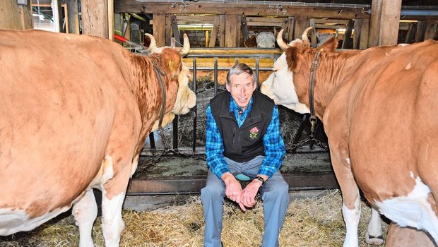 Konrad Klötzli aus Achseten BE schwärmt von der Simmentalerrasse. In seinem Stall hat er mehr als eine Schönheit hervorgebracht. 