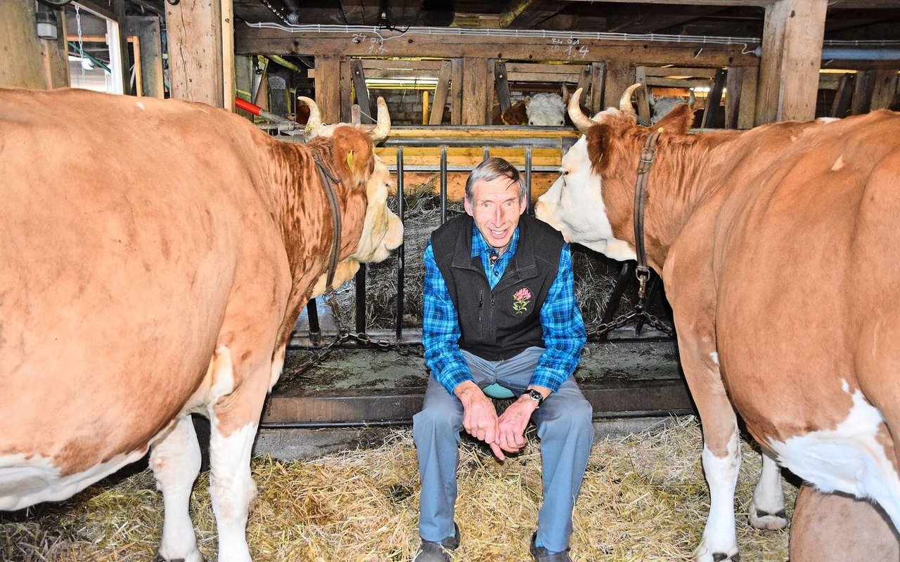 Konrad Klötzli aus Achseten BE schwärmt von der Simmentalerrasse. In seinem Stall hat er mehr als eine Schönheit hervorgebracht. 