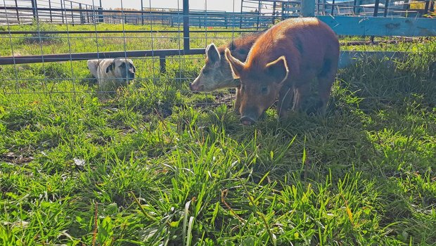 Die beiden Ausbrecher werden von Hündin Savannah bewacht. Die beiden Schweine haben zweieinhalb Monate im Wald gelebt, bevor sie der Hund aufgestöbert hat.