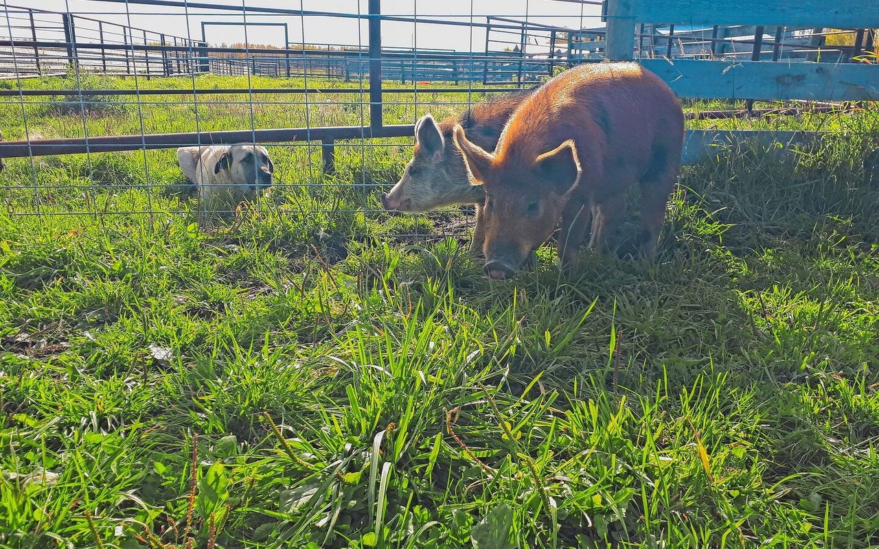 Die beiden Ausbrecher werden von Hündin Savannah bewacht. Die beiden Schweine haben zweieinhalb Monate im Wald gelebt, bevor sie der Hund aufgestöbert hat.