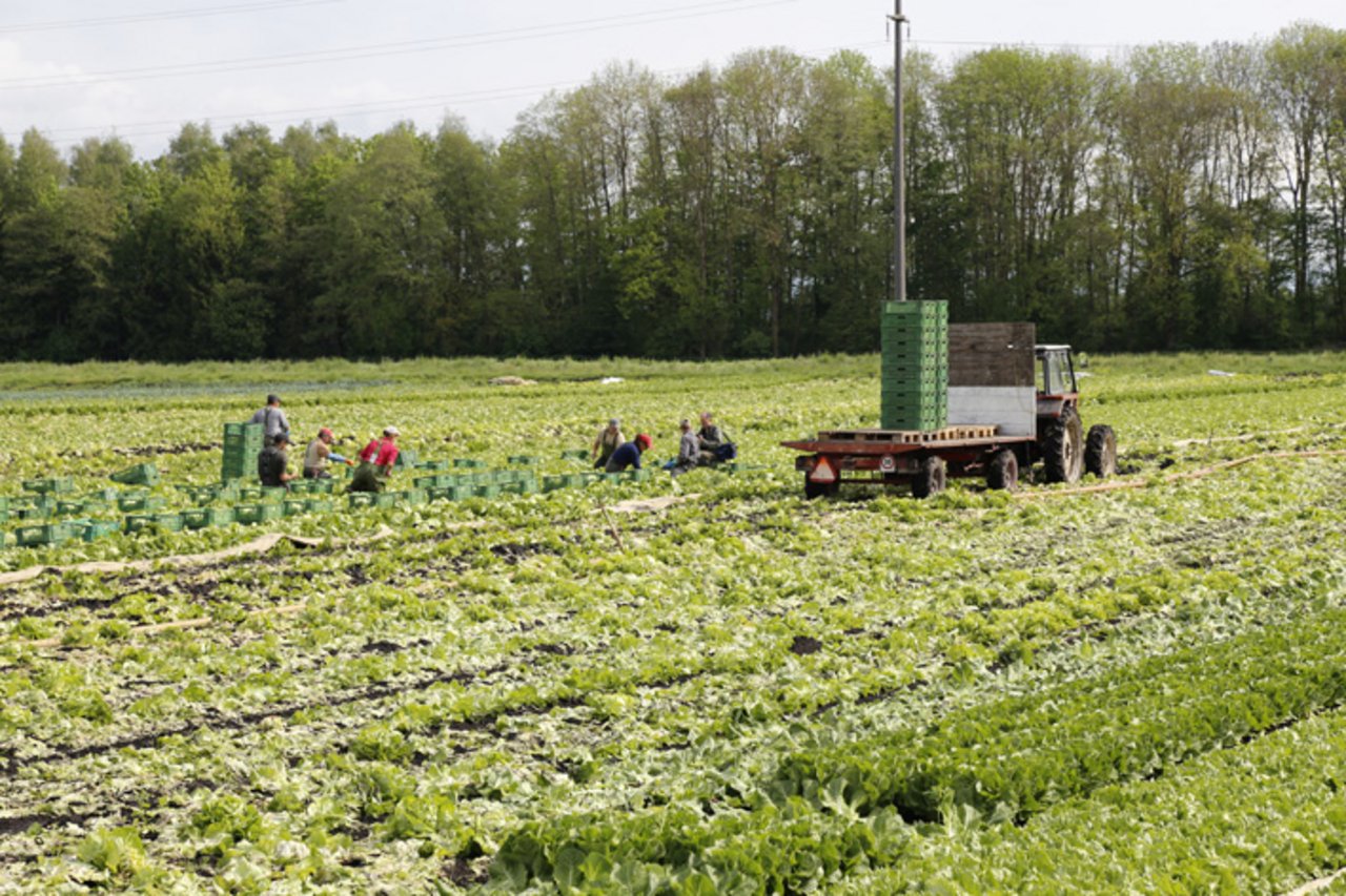 Wegen dem trockenen Sommer gab es heute vielerorts weniger Gemüse. (Bild lid)