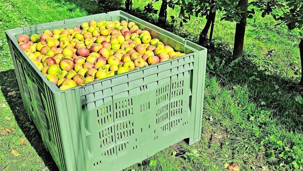 Die Ernte in den Obstanlagen läuft und die Paloxen werden wieder mit schönen Äpfeln und Birnen gefüllt. 