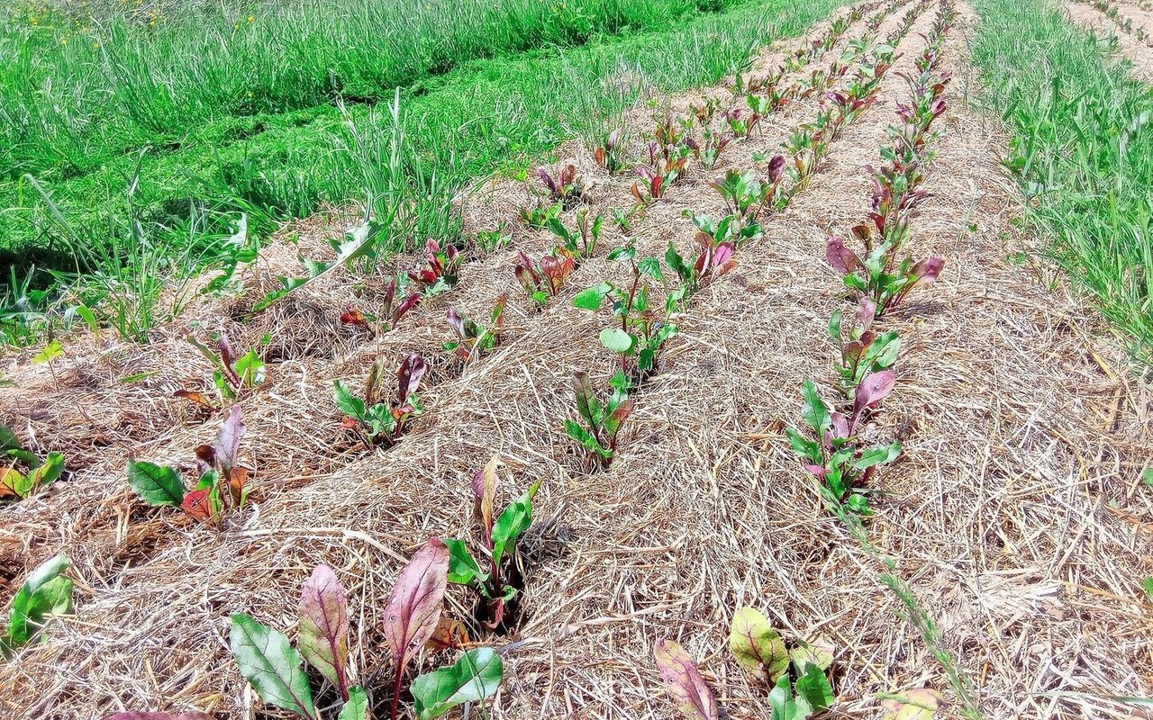 Auf dem Betrieb von Daniel Knobel wachsen Randen in einer Mulchschicht mit begrünten Wegen zwischen den Beeten.