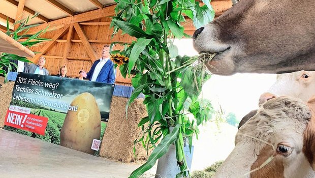 Die Mutterkühe lassen sich beim Fressen nicht stören, während Ständerat Hans Wicki auf die negativen Folgen der Biodiversitäts-Initiative auch für den Tourismus hinweist. 