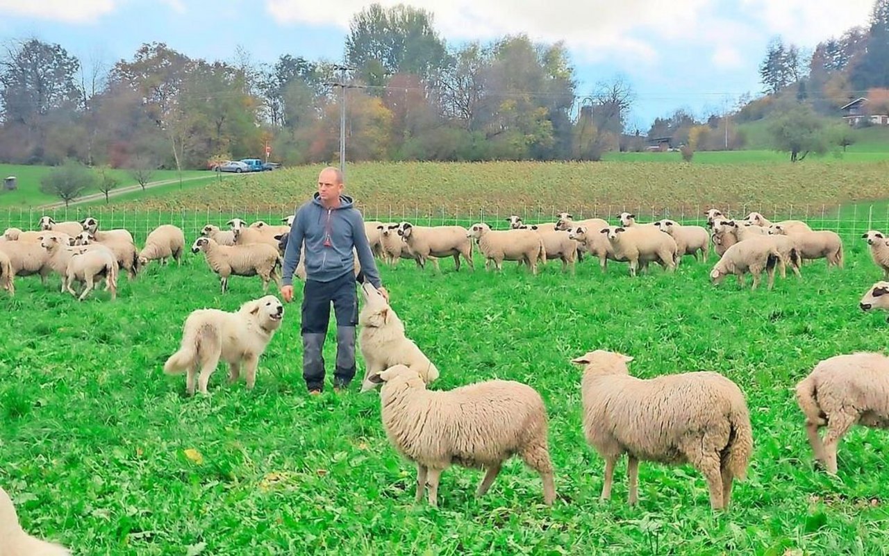 Marcel Frei aus Abtwil AG weidet seine Schafe in Bonstetten ZH. Seine Herdenschutzhunde sind steuerbefreit. 