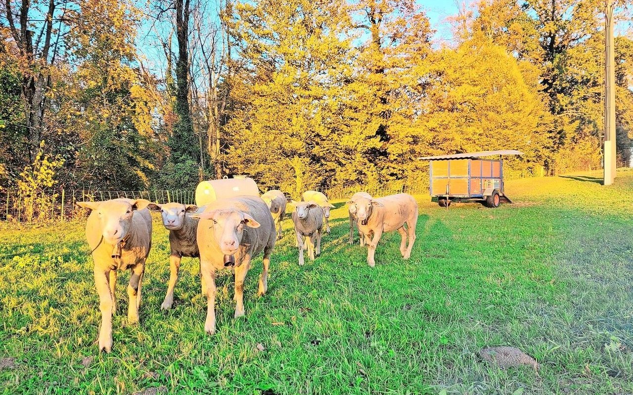 Umstellung: Die Weiden geben im Herbst zunehmend weniger her und die Zufütterung mit Heu oder Silagen wird unumgänglich.