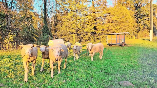 Umstellung: Die Weiden geben im Herbst zunehmend weniger her und die Zufütterung mit Heu oder Silagen wird unumgänglich.