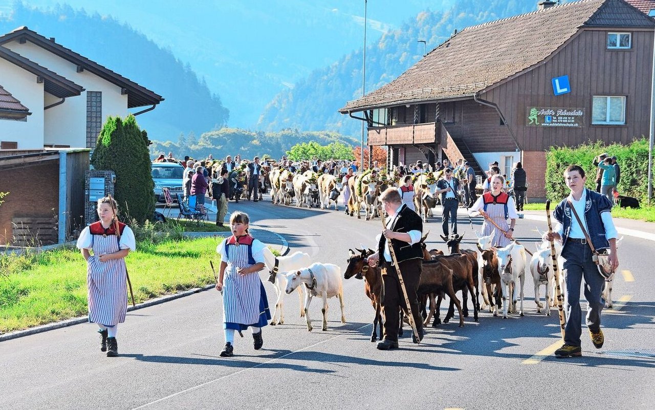 Eindrücklich der Alpabzug von Fabio Egger, Alp Chännel-Gantrisch, Ladera.