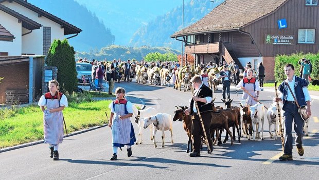 Eindrücklich der Alpabzug von Fabio Egger, Alp Chännel-Gantrisch, Ladera.