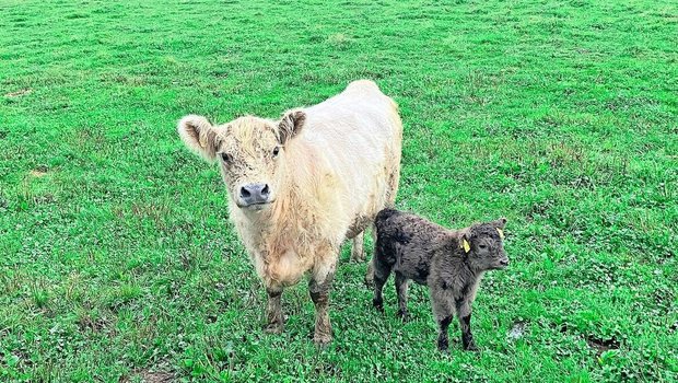 Die Galloway-Kuh Bijou und ihr unerwartetes Kalb zusammen auf der Weide. Beide sind wohlauf und Bijou entwickelt den Mutterinstinkt. 