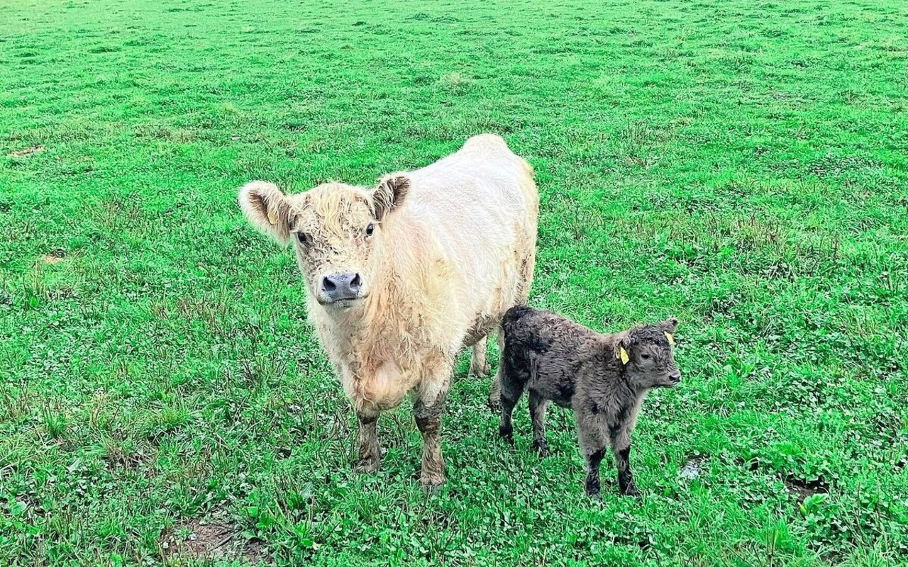 Die Galloway-Kuh Bijou und ihr unerwartetes Kalb zusammen auf der Weide. Beide sind wohlauf und Bijou entwickelt den Mutterinstinkt. 