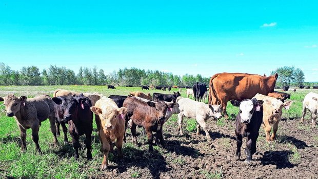 «Exgüsi, händ Sie mis Mami gseh?» Nachdem die insgesamt 312 Kühe und Kälber die 2 km lange Strecke zur neuen Weide zurückgelegt haben, dauert es eine Weile, bis alle wieder ihren Partner gefunden haben.