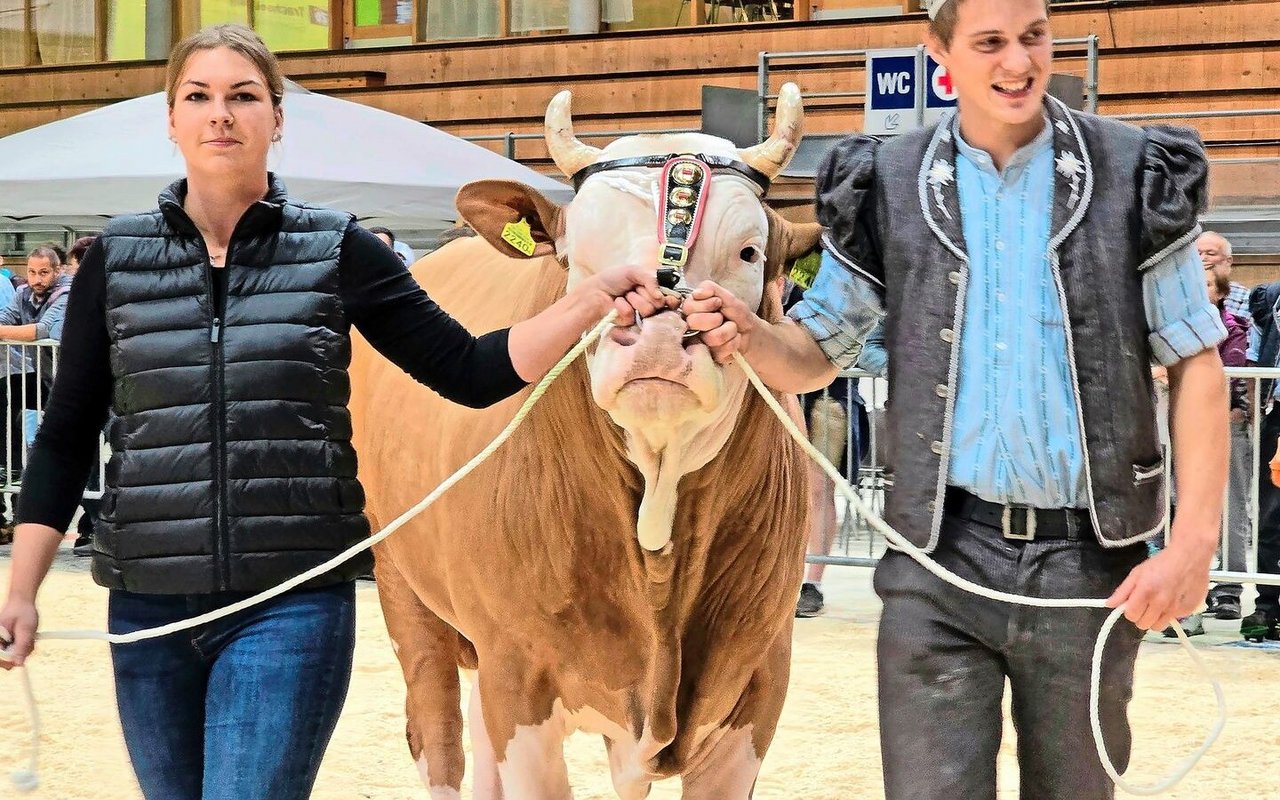 Bei den Simmental holte sich der Älteste die Lorbeeren: Trachsel Melino, ein Marius-Sohn von André Deillon. 