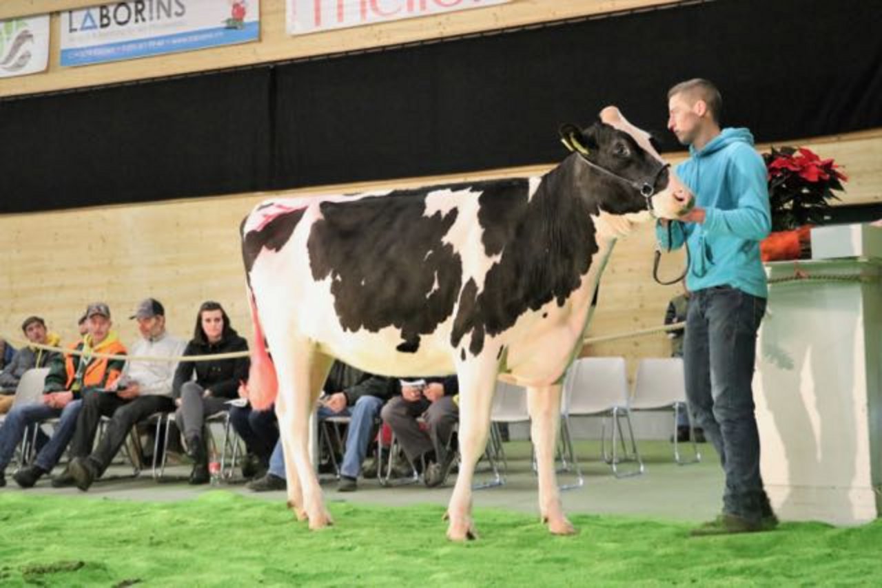 Paul Villigers Villstar Powerball Laena Z wurde für 10'200 Franken verkauft. (Bild Ruth Aerni)