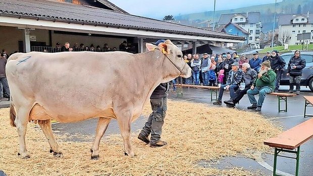 Die fünfjährige Brown-Swiss-Kuh Feldli’s Lennox Livi erreichte mit 4100 Franken den Höchstpreis.