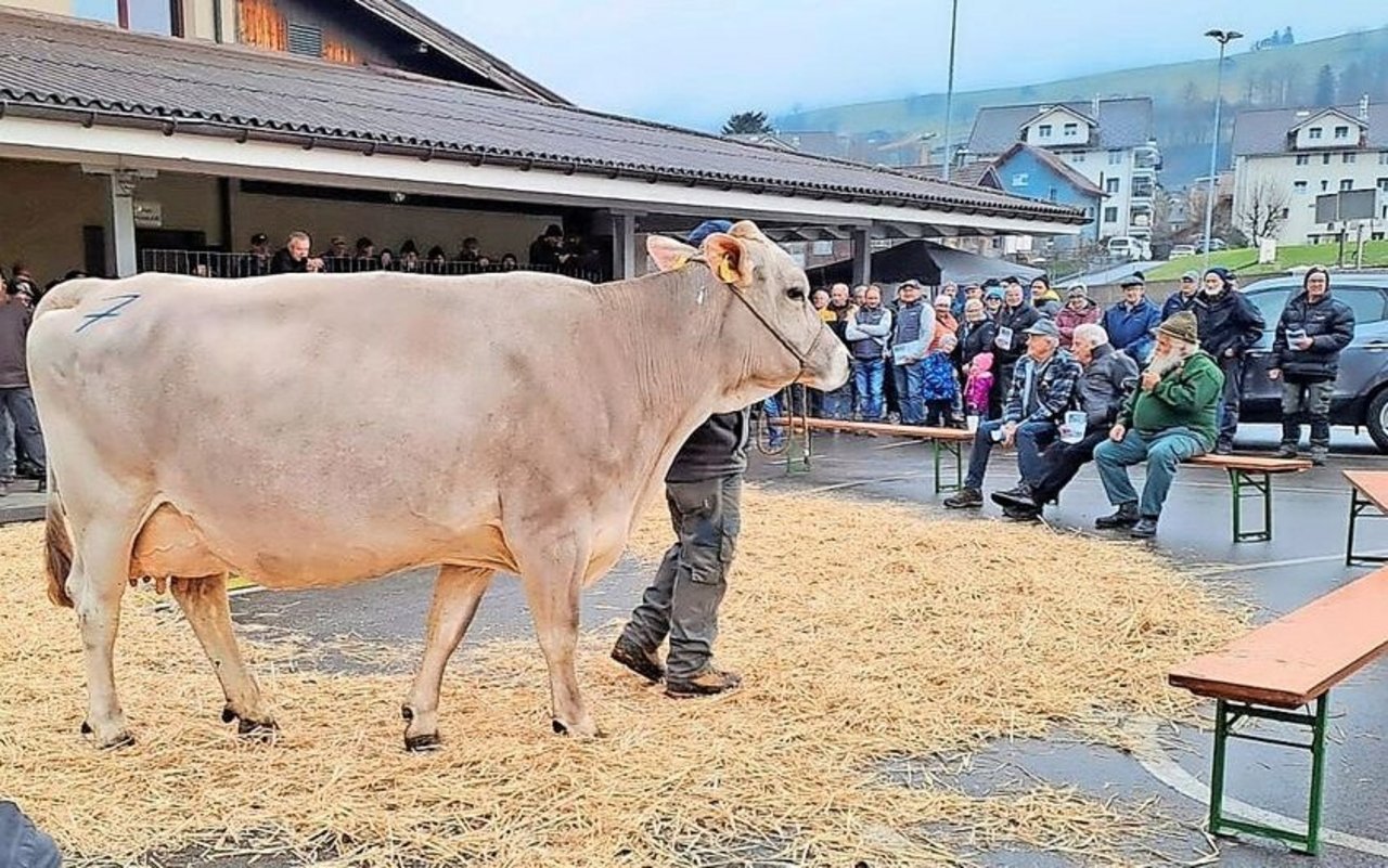 Die fünfjährige Brown-Swiss-Kuh Feldli’s Lennox Livi erreichte mit 4100 Franken den Höchstpreis.