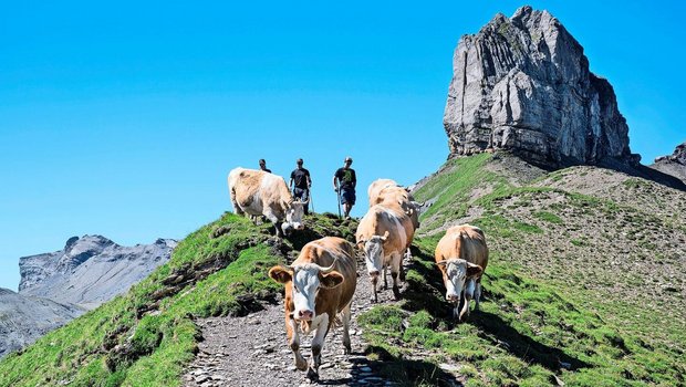 In der Schweiz verbringen jedes Jahr über 17 000 Älplerinnen und Älpler, Hirtinnen und Hirten auf rund 7000 Alpbetrieben den Sommer.