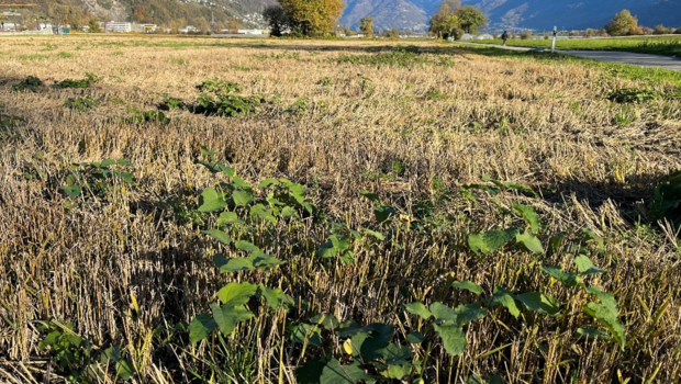 Asiatischer Staudenknöterich verbreitet sich hauptsächlich über Rhizom- und Stängelfragmente.