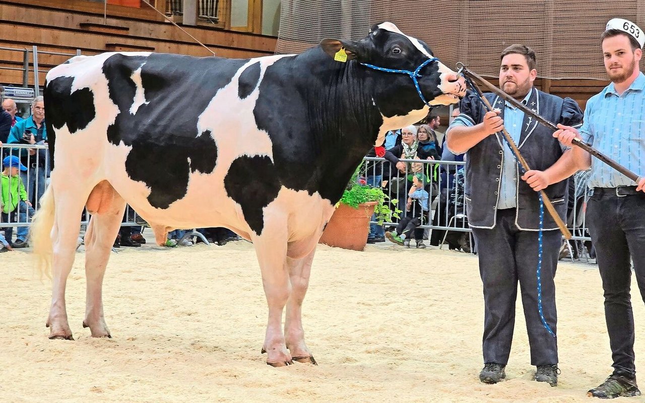 Der Champion Holstein und Suprême Champion: Der Letsgo-Sohn Le Saulgy Lover von Bernard und Patrick Ayer aus Siviriez.