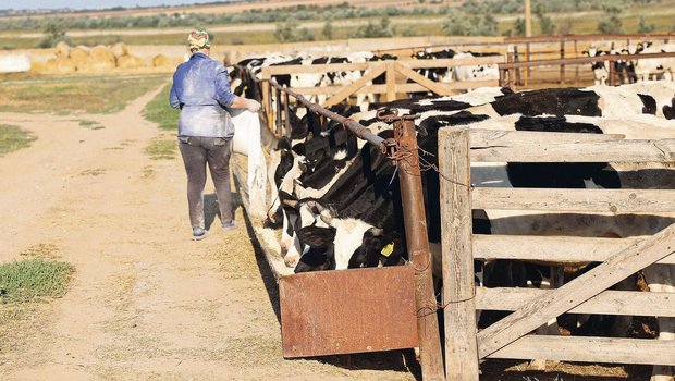 Die Milchviehbetriebe in der Ukraine haben seit dem Kriegsausbruch eine grosse Bedeutung erhalten. Sie versorgen die Bevölkerung und die Truppen mit wichtigen Gütern. Doch angesichts der Bedrohung durch den Krieg ist das eine enorm schwere Aufgabe.