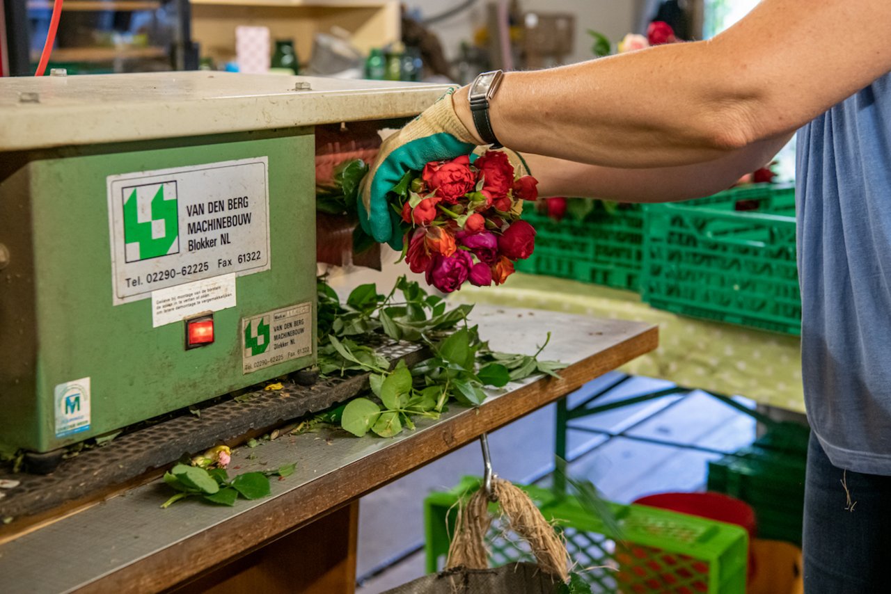 Bevor die Rosen verkauft werden, kommen sie in eine spezielle Entdornungsmaschine. (Foto: Marion Nitsch)