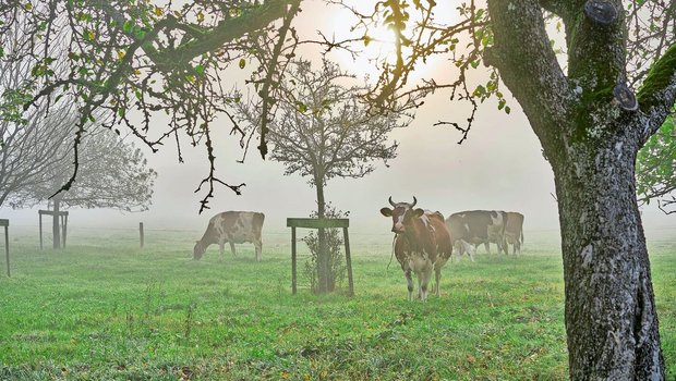 Die Schweiz hat immer weniger Kühe. Zwar geben sie mehr Milch, aber Seuchen – wie Blauzunge – stellen die Tierzucht vor grosse Herausforderungen. 