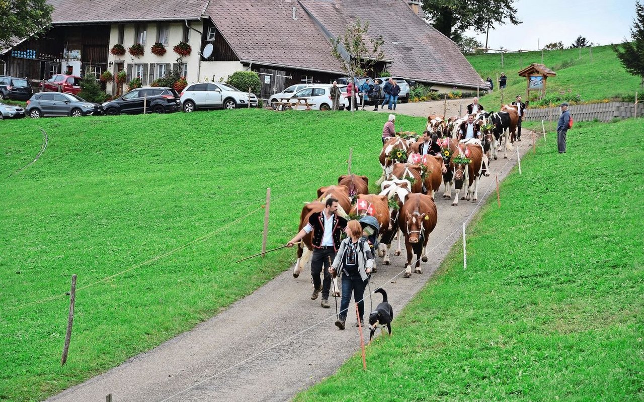 Mit ihren «Innerschweizer-Treicheln» hörte man die schöne Kuhherde von Roland Zemp und seinem Vater Adolf schon von weitem nahen. Hier ziehen sie heimwärts. 