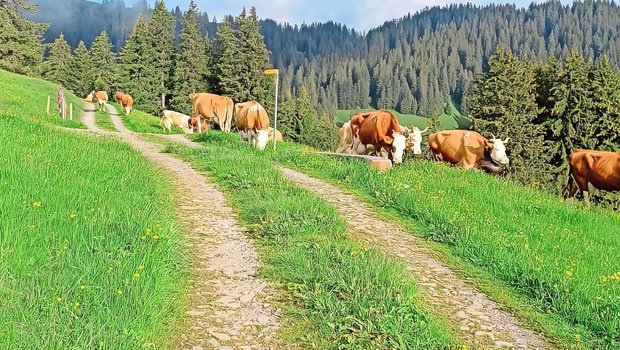 Am 13. Juli zügelten das Älplerteam und die Kühe von Klaus Eschler aus Boltigen von der Vorweide in St. Stephan hinauf auf die Alp Eggmatte.