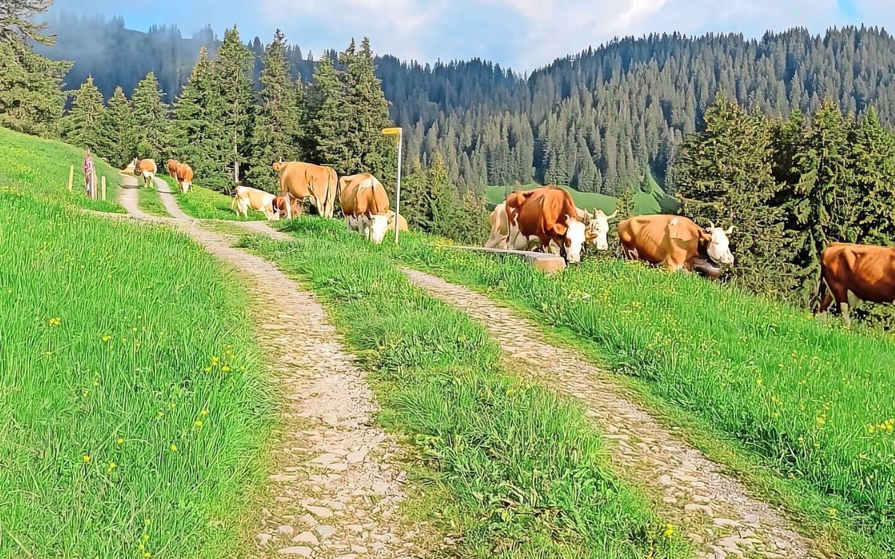 Am 13. Juli zügelten das Älplerteam und die Kühe von Klaus Eschler aus Boltigen von der Vorweide in St. Stephan hinauf auf die Alp Eggmatte.