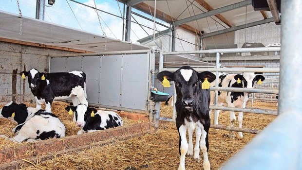 Diese Kälber haben sie nicht. Auf dem Markt gibt es aber bereits Ohrsensoren, um ein Gesundheitsmonitoring bei Kälbern zu gewährleisten.