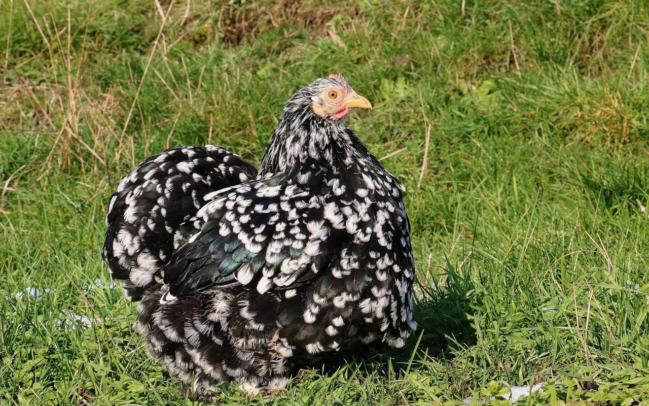 Hellbraune Eier, flaumweiches Gefieder und befiederte Beine zeichnen die ruhigen Zwerg-Cochin aus (Bild von 2022).
