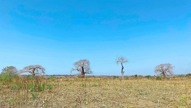 Die Affenbrotbäume gelten als magisch und heilig. Inmitten der während der Dürrezeit kargen Landschaft sehen sie entsprechend imposant aus.