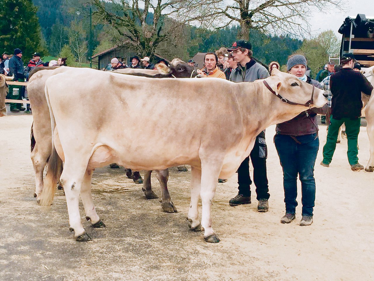 Dreieinhalb Jahre später: Julischka holt sich den Kategoriensieg an der Regionalviehschau in Riffenmatt BE. (Bild Peter Fankhauser)