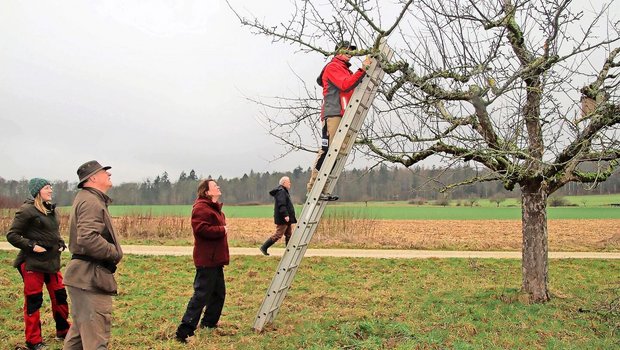 Stossen auf grosses Interesse: Der Regionale Naturpark Schaffhausen bietet auch im nächsten Jahr Schnittkurse für Hochstammbäume an. 